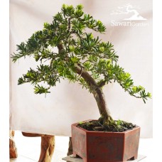 Lohansung Cincuan (podocarpus sp)